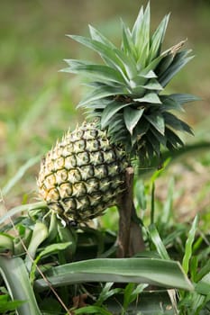 pineapple fruit farm growing nature background