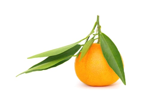 mandarin  isolated on a white background