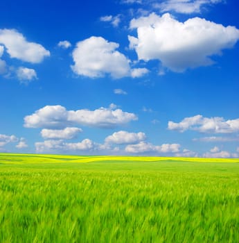 field on a background of the blue sky