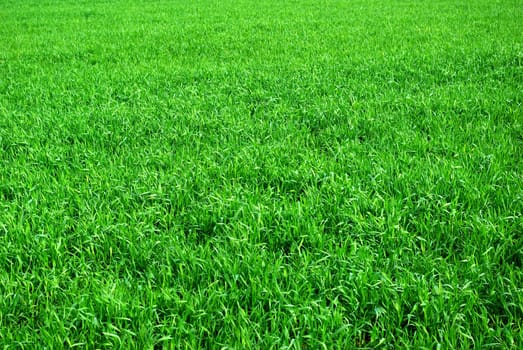 Green grass texture from a  field