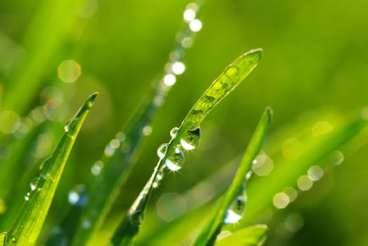 Dew drop on a blade of grass