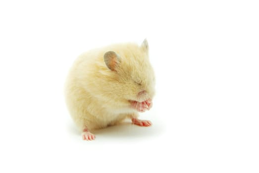 Hamster in front of a white background