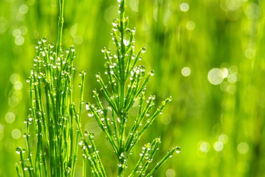 Dew drop on a blade of grass