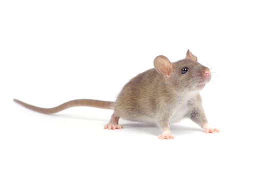 rat  isolated on white background