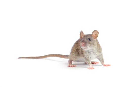 rat isolated on white background