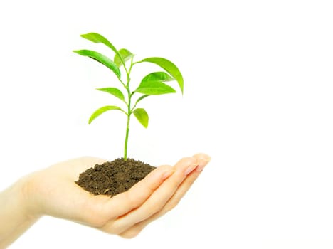 holding a plant between hands on white