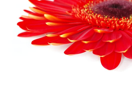 gerbera flower closeup on white background