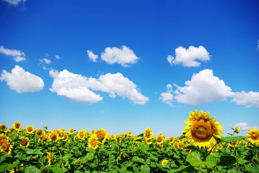 sunflower field over cloudy blue sky