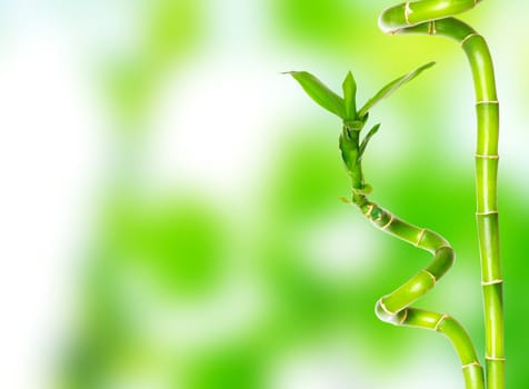 beautiful bamboo isolated on green background
