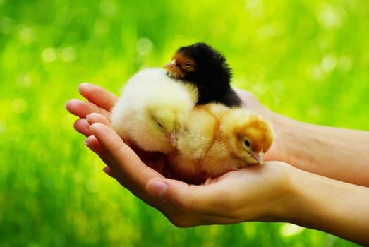 Hand hold caring for a small chicken