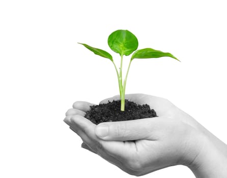 Hands holding sapling in soil on white