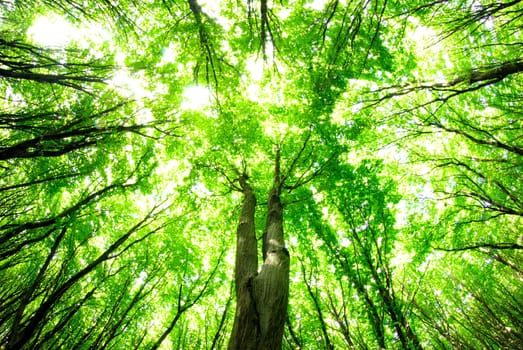 green leaves background in sunny day