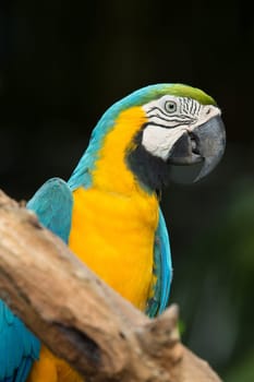 parrot bird sitting on the perch