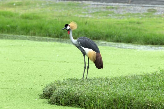 Crowned Crane on green blur background