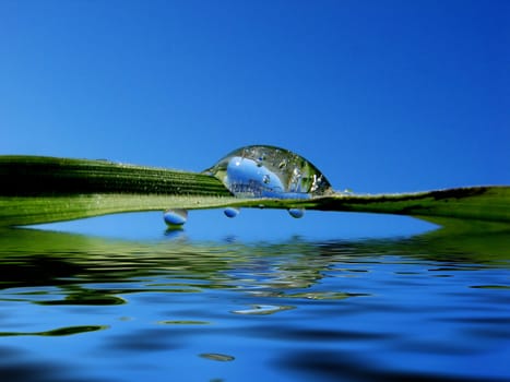 Dew drop on a blade of grass