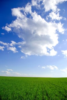 field on a background of the blue sky