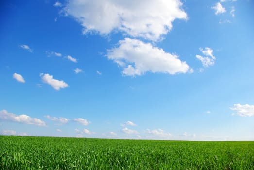 field on a background of the blue sky