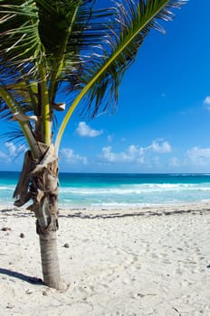 Caribbean Beach and Palm tree  .Paradise. Vacation and Tourism concept.