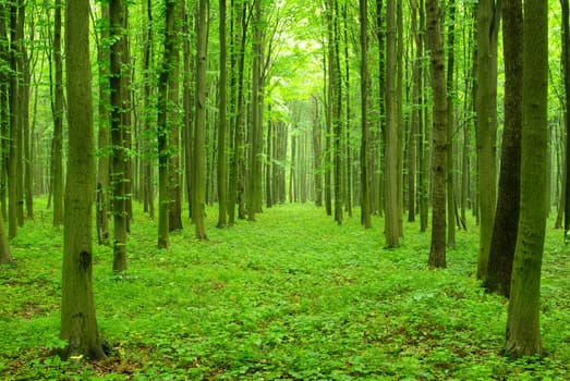 green forest  background in sunny day