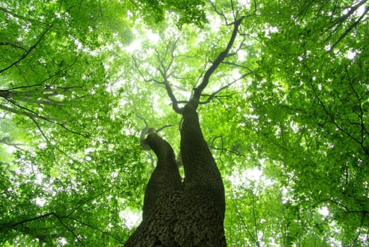 green forest  background in a sunny day