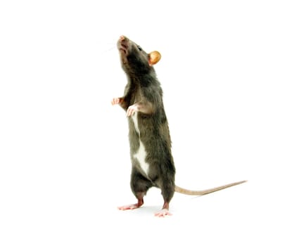 funny rat  isolated on white background