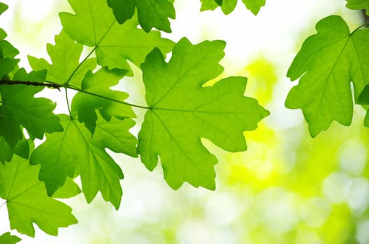 spring green leaves background in a sunny day
