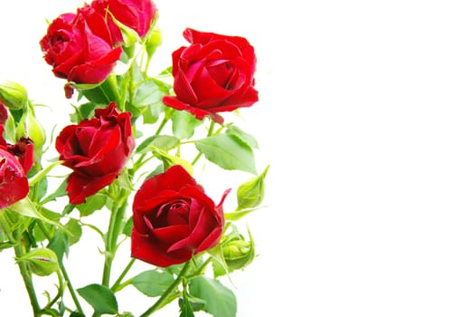 Close-up shot of a red roses