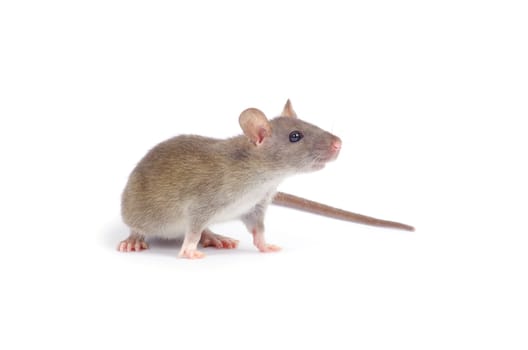 rat isolated on white background