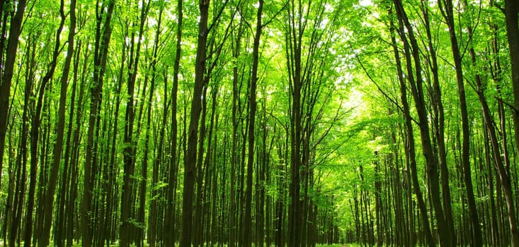 a path is in the green forest