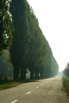 Empty road with trees on outskirts
