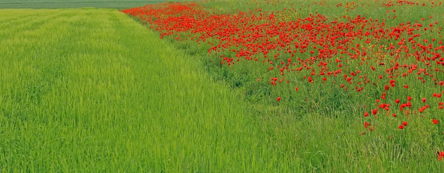 Border between poppy and barley