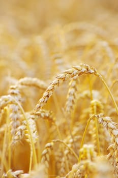 golden wheat field in summer
