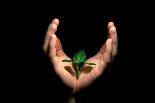 Hands holding sapling in soil
