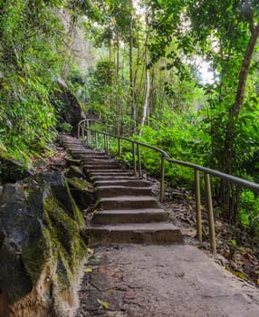 Diperocarp forest