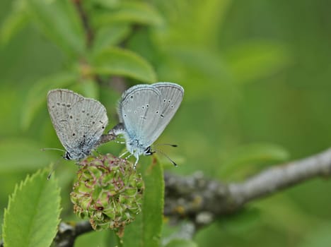 Pairing of the dwarf blue (Cupido minimus)