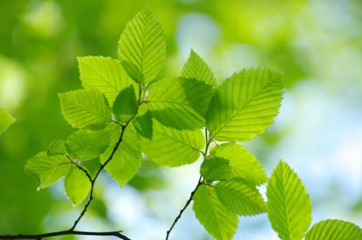 green leaves background in sunny day