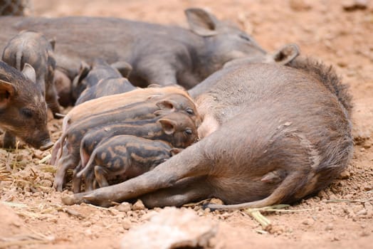 an asiatic wild boar feeding their baby