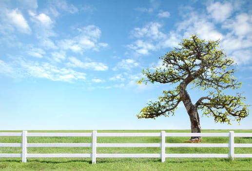 white fence on green grass with blue sky