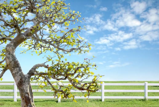 white fence on green grass with blue sky