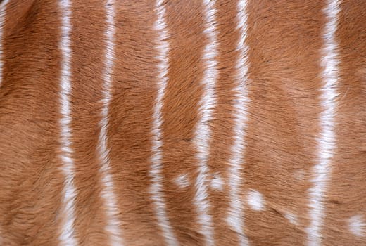 textured of nyala fur can use for background