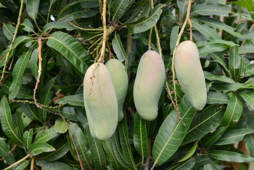 fresh mango on tree in the orchard