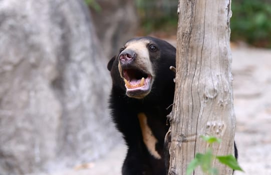 close up of malayan sun bear head