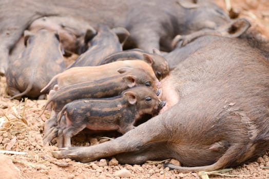 an asiatic wild boar feeding their baby