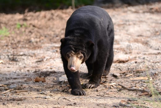 malayan sun bear walking forward
