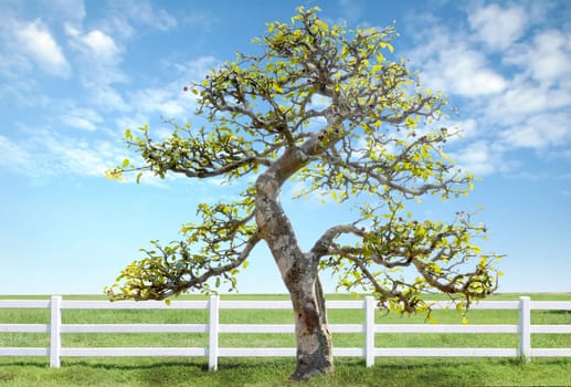 white fence on green grass with blue sky