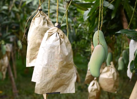 fresh mango on tree in the orchard