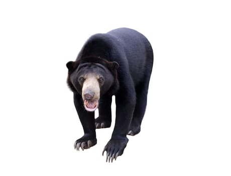 malayan sun bear isolated on white background
