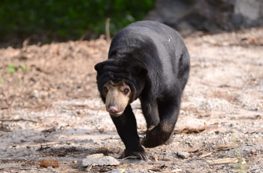 malayan sun bear walking forward