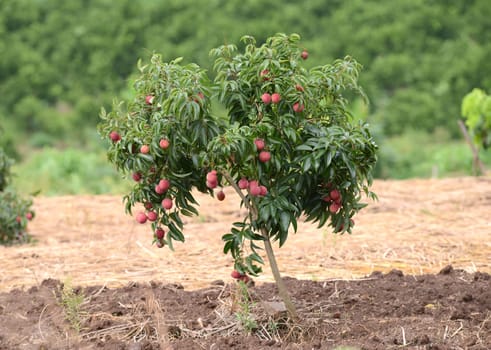 fresh lichi on tree in lichi orchard