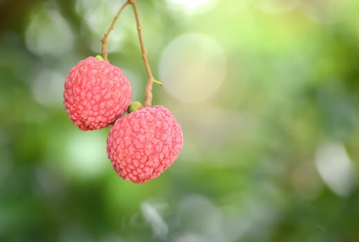 fresh lichi on tree in lichi orchard
